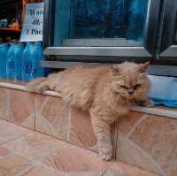 🐱ทาสแมวต้องใจละลาย เมื่อได้ไปเกาะพีพี🌴