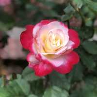 大公主在此👸🏻士林官邸💯不再錯過的美麗花園🌹🌷💐🌺🌸🌼🌻