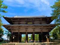 奈良　SAKURA 桜めぐり❗️東大寺南大門あたりで桜散策❗️