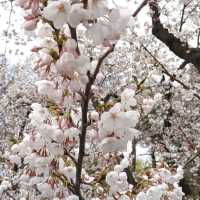 お花見ざんまい