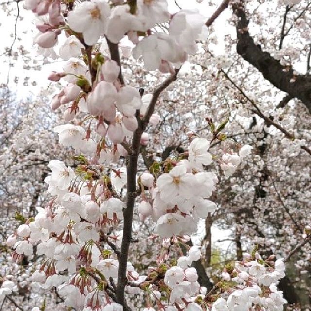 お花見ざんまい