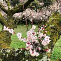 Hikone Castle Plum Grove
