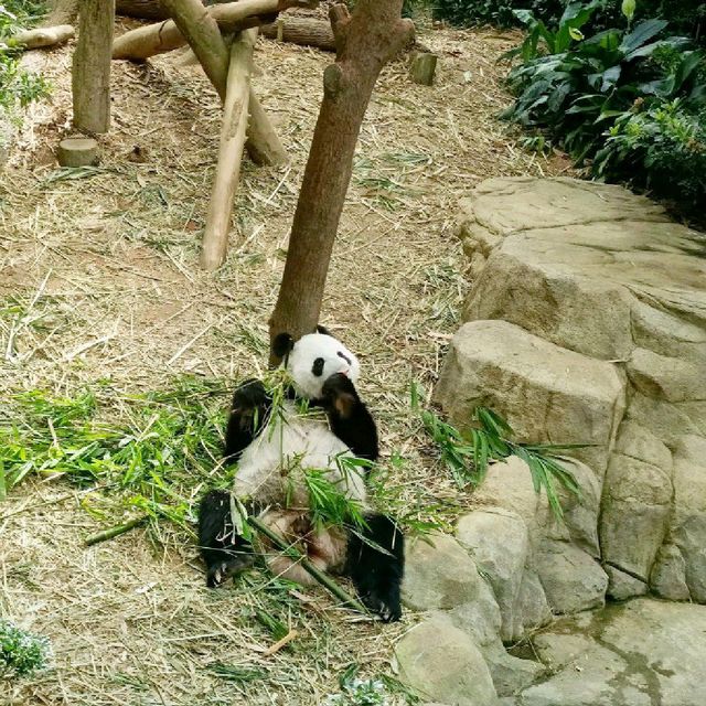 Giant Panda Forest 🐼