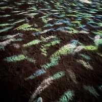 Magical Shores @ Siloso