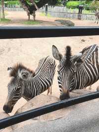 Hello มา Huahin Safari กันเถอะะ!!