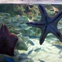 The Jelly Fish and Deep Ocean Marine Life