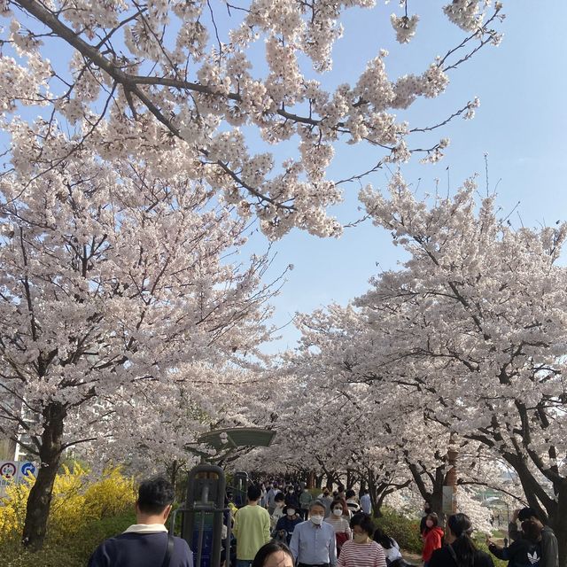 숨은 서울 벚꽃명소 안양천🌸