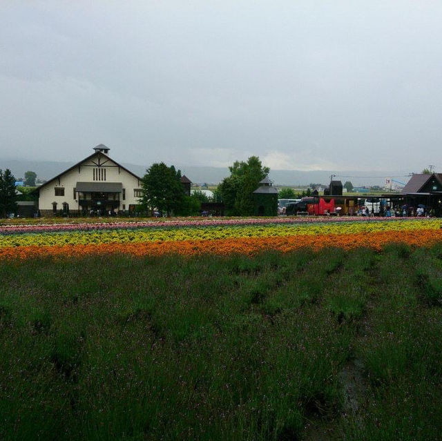 北海道富田農場‼️夏日超令薰衣草園💓