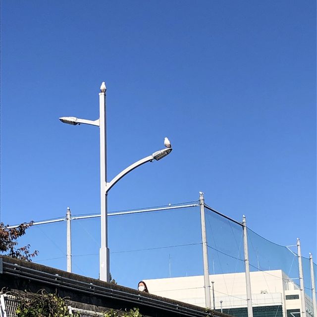 【隅田川】春のウララでなくても…zzz