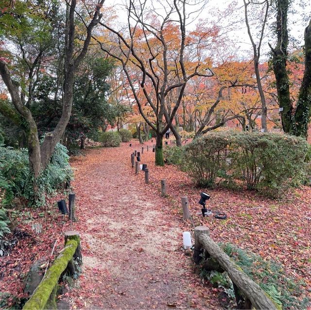 紅葉🍁好地方 （京都府立植物園）