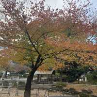下園公園看紅葉