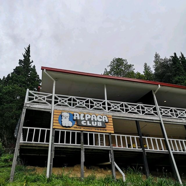 Alpaca Club