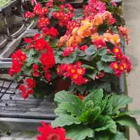 Cameron Highland Strawberry Farm