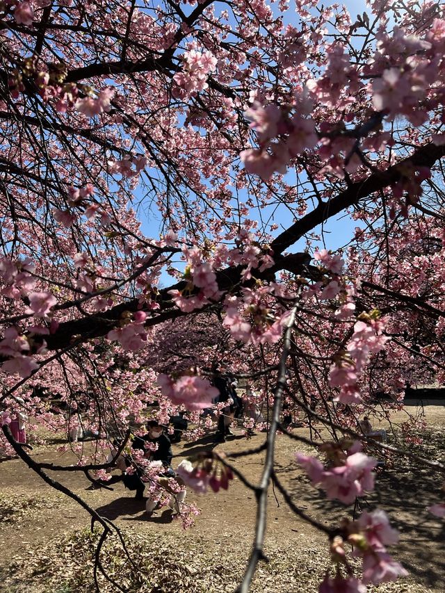 Sakura blooming earlier