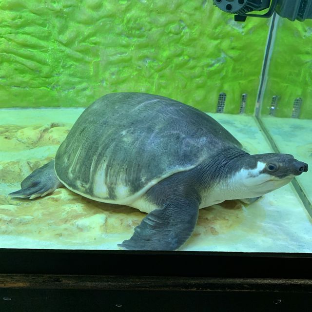 屯門公園隱秘高質爬蟲館 屯門公園隱秘高質爬蟲館