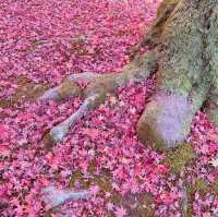 【紅葉巡り】京都ー東福寺