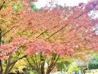 【東京】昭和記念公園でイチョウ紅葉狩り🍁