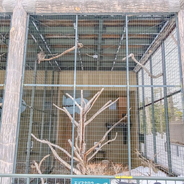 冬の円山動物園・フクロウとタカの森
