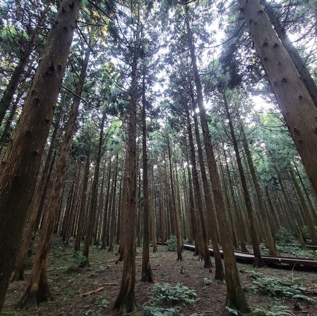 제주 사려니 숲길 산책 명소