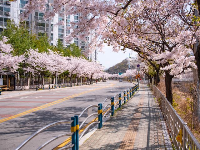 남양주도 벚꽃이 예뻐요!!