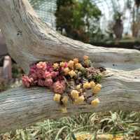 Flower Dome
