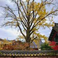 Colours at Bulguksa Temple  Gyeongju