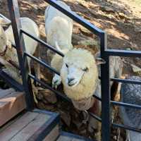 Day trip to Alpaca World