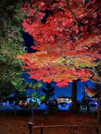 【京都】高台寺 夜間特別拝観✨美しすぎる紅葉ライトアップ✨