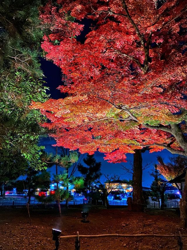 【京都】高台寺 夜間特別拝観✨美しすぎる紅葉ライトアップ✨