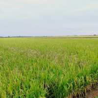 Triangle Farm Cottage Nearby Paddy Field
