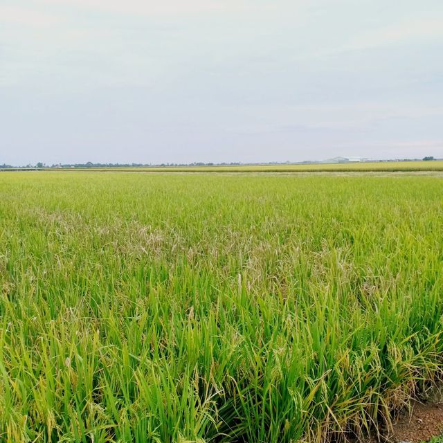 Triangle Farm Cottage Nearby Paddy Field