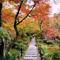 京都紅葉2022 宝筐院の素晴らしい紅葉