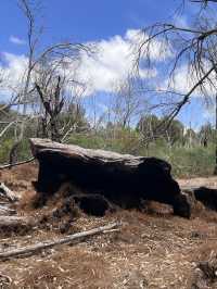 Trees and Twigs @ Yanchep National Park! 🫣🤩