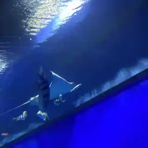 海遊館號稱世界上最大級別的水族館 它用超大的魚缸 再現了環太 Trip Com 大阪trip Moments 貼文