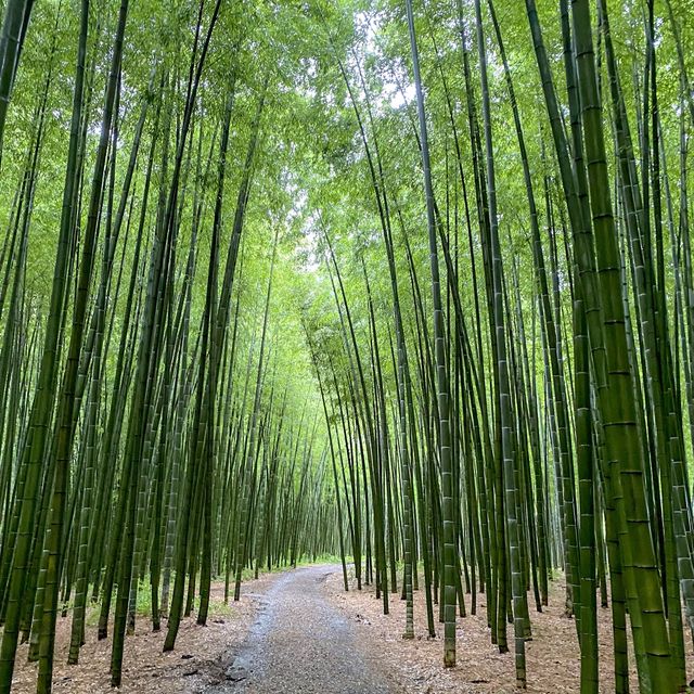 若竹の杜 若山農場 🎋