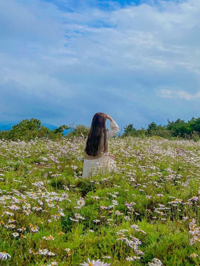 가을 여인 구절초, 거창 감악산🤍