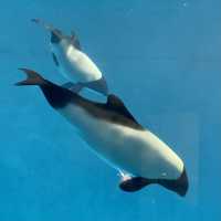【週末の旅】鳥羽水族館