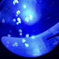 【東京】サンシャイン水族館はクラゲがすごい！！