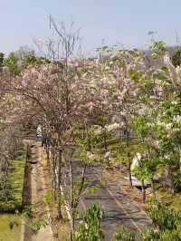 สวนพฤกษศาสตร์ เชียงใหม่ 
