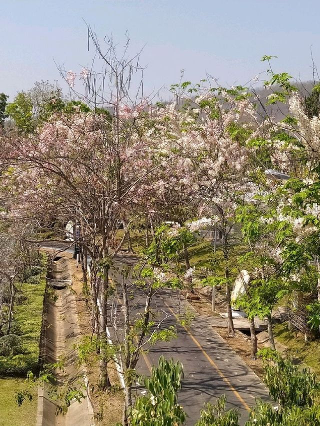 สวนพฤกษศาสตร์ เชียงใหม่ 