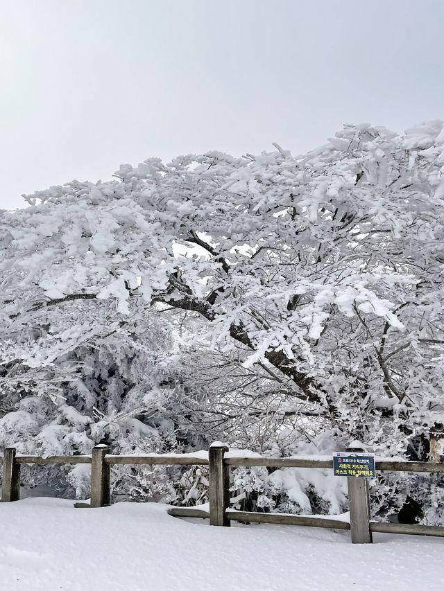 스위스 못지 않게 아름다운 한라산 설경