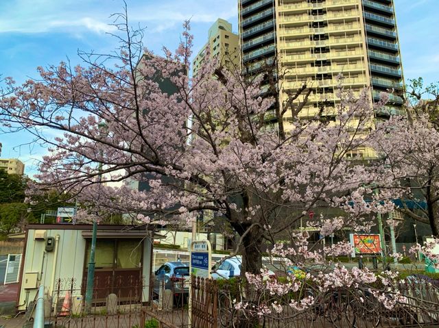 神戸　SAKURA桜めぐり❗️JR新神戸駅前の桜に感動❗️