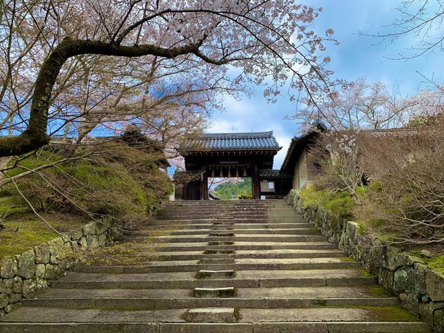 京都　SAKURA 桜めぐり❗️毘沙門堂の枝垂桜に感動❗️