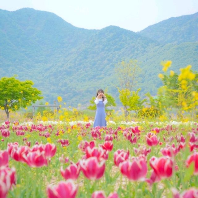 [분홍빛 튤립이 가득한 양산, 황산공원🌷]
