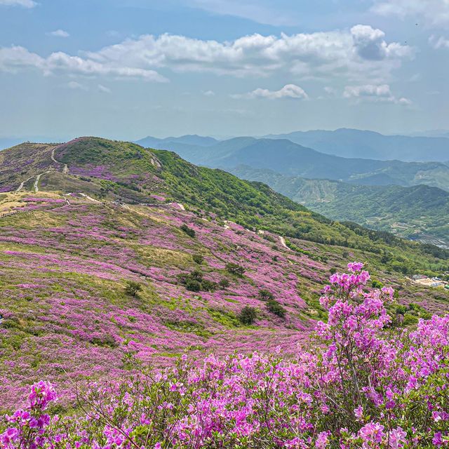  철쭉 군락지 Top1 황매산! 철쭉이 져도 즐길 수 있다!