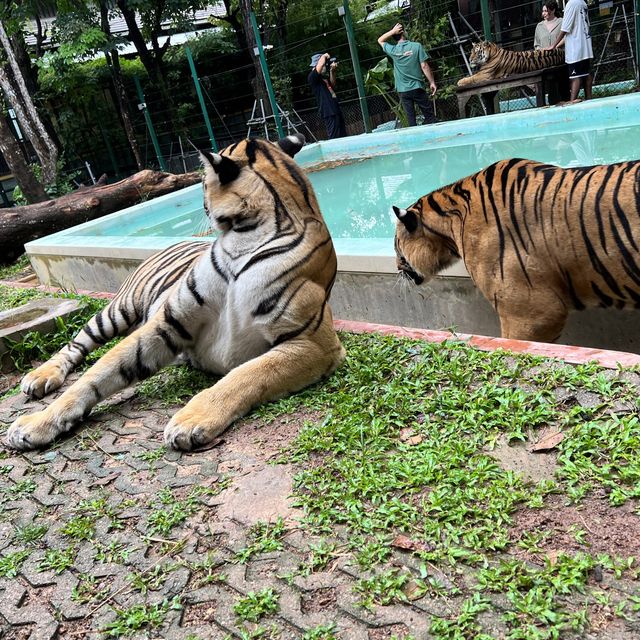 日本では経験できない、トラと写真が撮れるタイガーキングダム