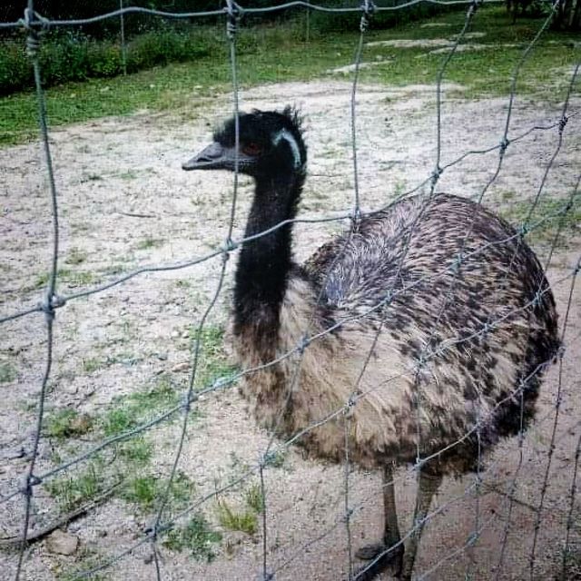 Petting Zoo In Gold Coast Australia