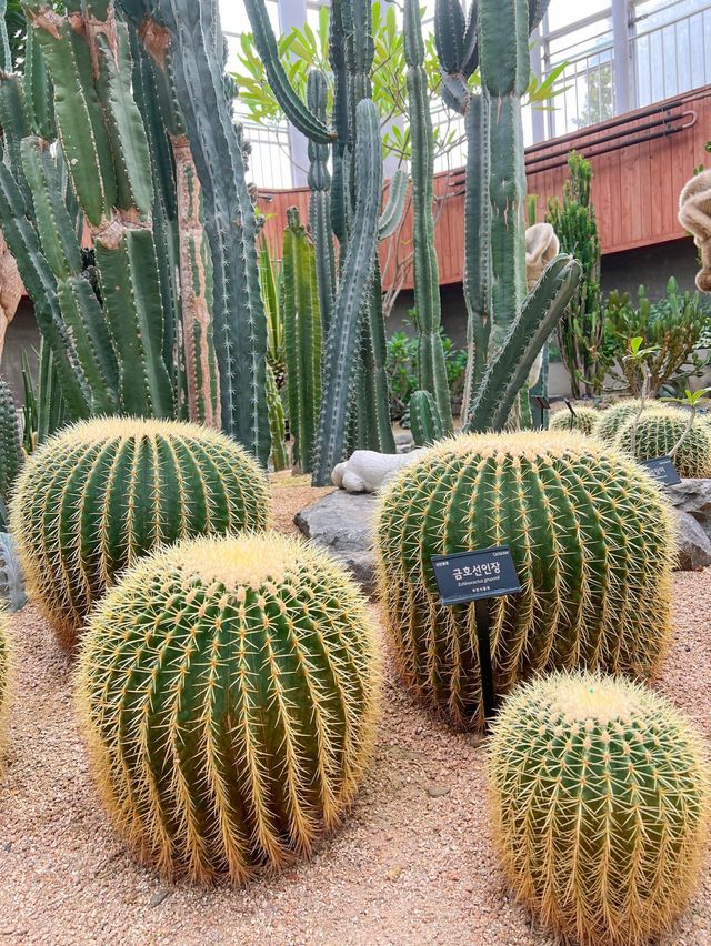 실내에서 즐기기 좋은 부천식물원🌵💚