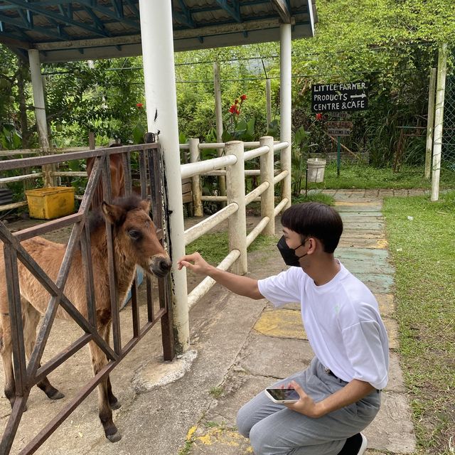 animal lover ! 