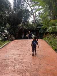 Forest in the middle of KL